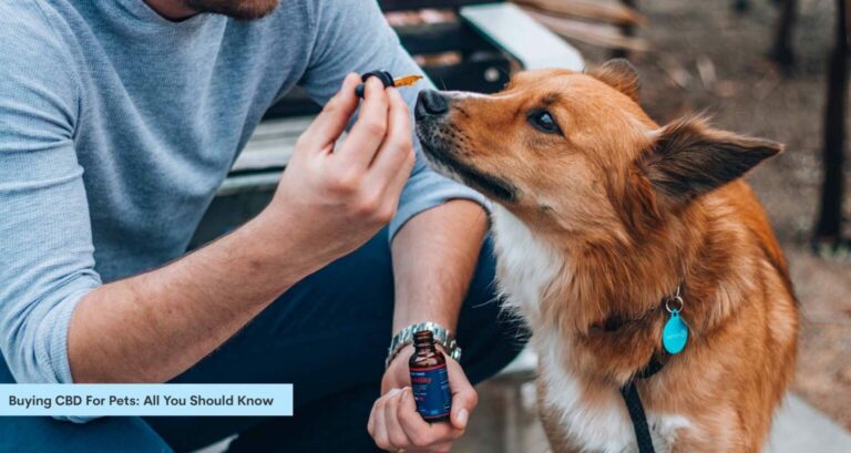 Buying CBD For Pets: All You Should Know